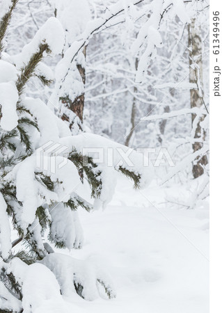 Trees covered with hoarfrost and snow Trees covered with hoarfrost and snow 61349496
