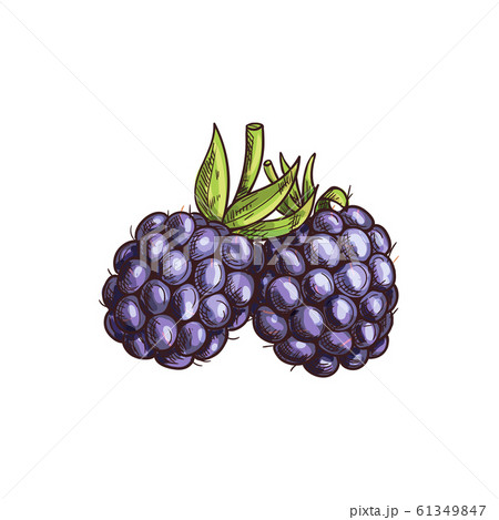 Blackberry Isolated Summer Bramble Berry Sketchのイラスト素材