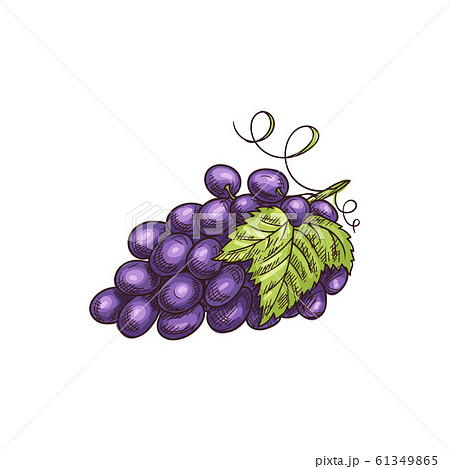 Cluster Of Blur Grape Berries With Leaves Isolatedのイラスト素材