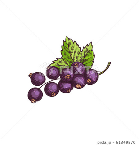 Berries Of Black Currant Fruit With Leaf Isolatedのイラスト素材