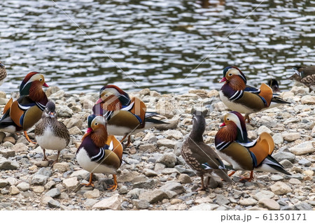 オシドリの群れ＿オシドリ観察小屋にて 61350171
