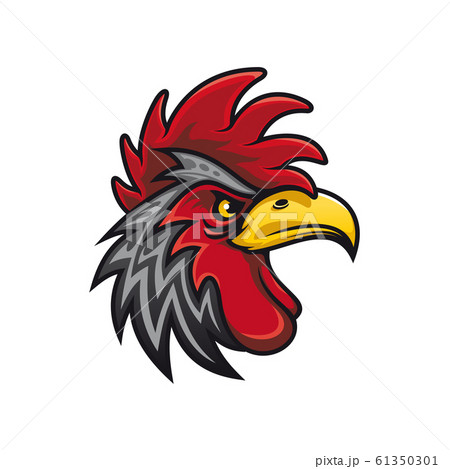 Bird with cockscomb isolated black rooster Bird with cockscomb isolated black rooster 61350301