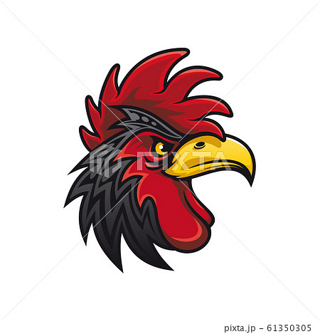 Bird with cockscomb isolated black rooster Bird with cockscomb isolated black rooster 61350305