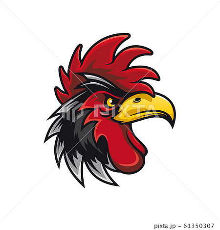 Bird with cockscomb isolated black rooster Bird with cockscomb isolated black rooster 61350307