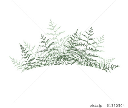 Natural background with bracken Natural background with bracken 61350504