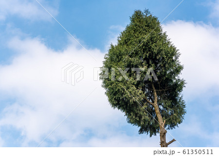 Pine tree against blue sky and white clouds 61350511