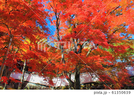 【香川県】 四国霊場 第88番札所 「大窪寺の紅葉」 61350639