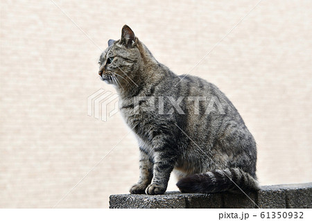 近所の野良猫 近所の野良猫 61350932