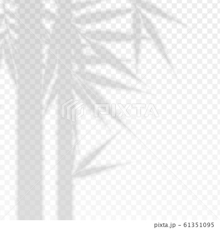 Bamboo Branches Leaves Overlay Effect Transparent Shadow. Vector Bamboo Branches Leaves Overlay Effect Transparent Shadow. Vector 61351095