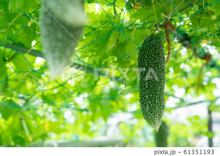 ゴーヤ 8月 家庭菜園の写真素材 ゴーヤ 8月 家庭菜園の写真素材