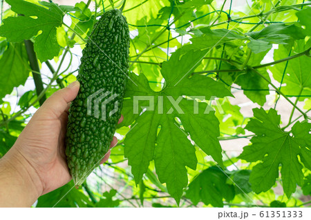 ゴーヤ 収穫 (8月) 家庭菜園 ゴーヤ 収穫 (8月) 家庭菜園 61351333