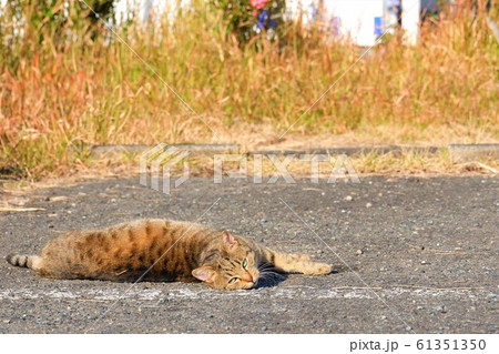 散歩中に猫 61351350