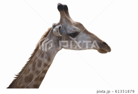 Close up shot of Giraffe head face isolated on 61351879