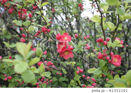 春 花 樹木 61352101