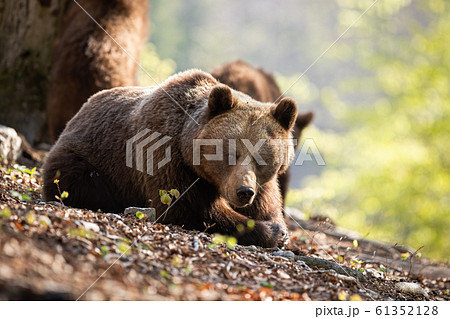 Sunkissed adult brown bear laying on the forest leaves 61352128