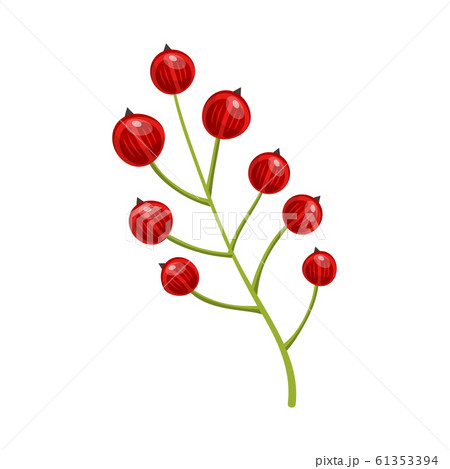 Red currant berries. Set of hand drawn vector illustrations of sprigs of redcurrant with bunch of berries and green leaves on white background 61353394