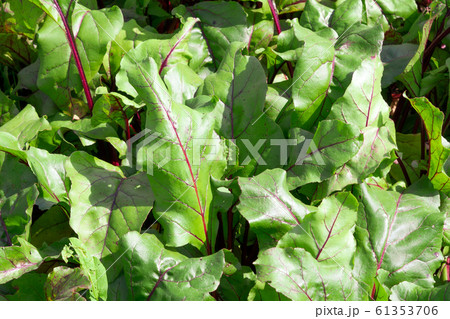 background of green beet leaves close-up. growing organic vegetables 61353706