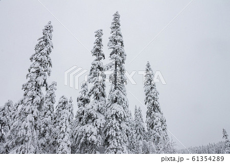 Winter forest snowy taiga. Tops of conifers. Beautiful nature of Russian Siberia. Taiga forest in winter. Frosty snowy overcast weather 61354289