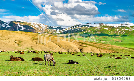 Herd of sheep in the mountains of Eastern Turkey Herd of sheep in the mountains of Eastern Turkey 61354563