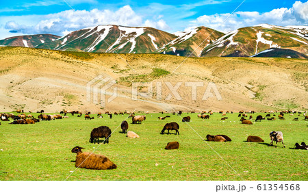 Herd of sheep in the mountains of Eastern Turkey Herd of sheep in the mountains of Eastern Turkey 61354568