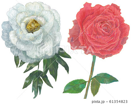 牡丹と薔薇のイラスト素材