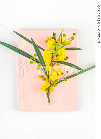 Mimosa and pink notepad on white background Mimosa and pink notepad on white background 61355565