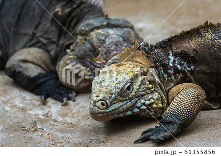 The Cuban rock iguana, Cyclura nubila. Cuban 61355856