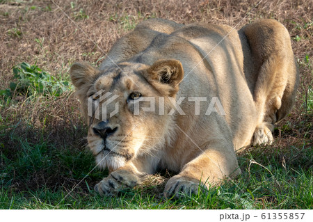 Asiatic lioness (Panthera leo persica). A Asiatic lioness (Panthera leo persica). A 61355857
