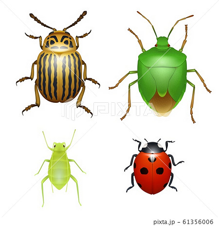 Bug and beetle, ladybug and aphid insect 61356006