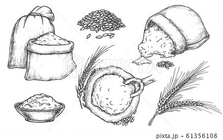 Set of isolated sketch of wheat grain and spikes Set of isolated sketch of wheat grain and spikes 61356108