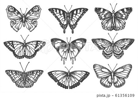 Set of isolated sketch of butterfly or moth 61356109