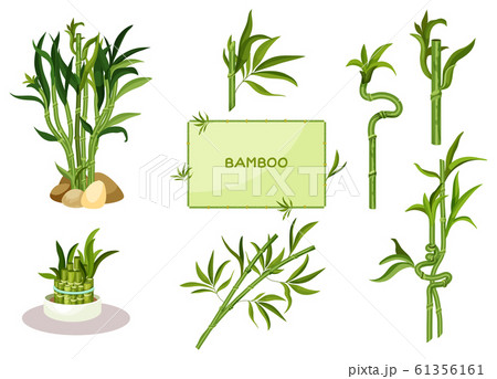 Set of isolated lucky bamboo with straight stalks 61356161