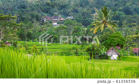 Rice tarraces in Sidemen, Rainy clouds are moving down, Bali, Indonesia 61356556