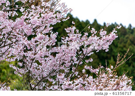 山桜  宇陀市 61356717