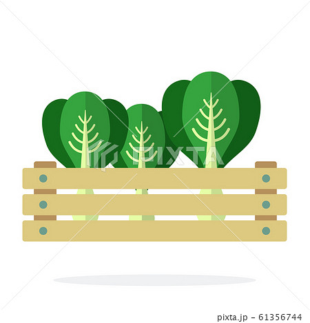 Cabbage in a wooden box flat isolated 61356744