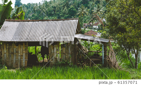 in Lush green Rice tarrace in Sidemen, Bali, Indonesia in Lush green Rice tarrace in Sidemen, Bali, Indonesia 61357071