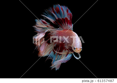 Colorful with main color of light pink, blue and red betta fish, Siamese fighting fish Colorful with main color of light pink, blue and red betta fish, Siamese fighting fish 61357487