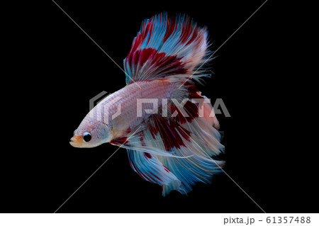 Colorful with main color of light pink, blue and red betta fish, Siamese fighting fish 61357488