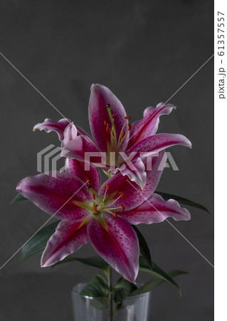 百合　ユリ　花写真　Lily Stargazer 61357557