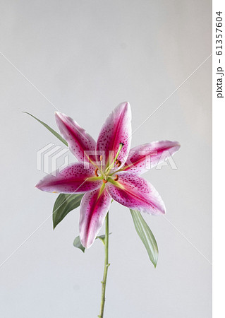 百合　ユリ　花写真　Lily Stargazer 61357604