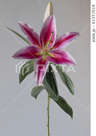 百合 ユリ 花写真 Lily Stargazerの写真素材