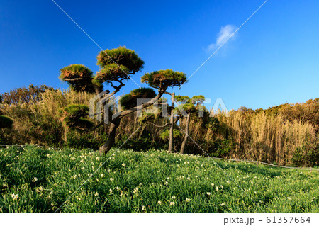 城ヶ島（冬） 61357664