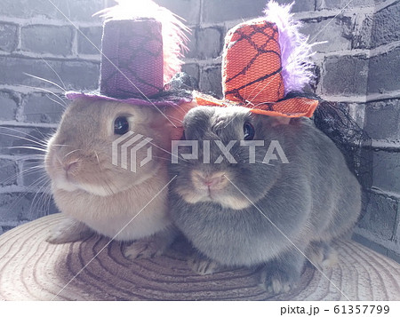 うさぎのハロウィンファッションショー　1 61357799