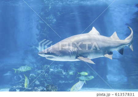 Big shark in deep blue water. Big shark in deep blue water. 61357831