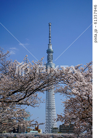 東京スカイツリーと桜＜東京都台東区隅田公園から2019年4月＞ 61357946
