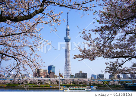東京スカイツリーと桜<東京都台東区隅田公園から2019年4月> 東京スカイツリーと桜<東京都台東区隅田公園から2019年4月> 61358152