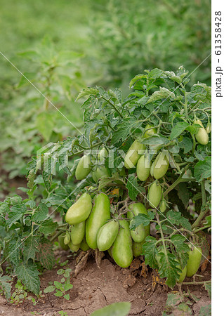 Green vine tomatoes. Green unripe tomatoes on the 61358428