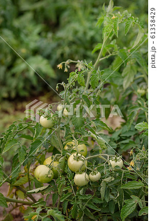 Green vine tomatoes. Green unripe tomatoes on the 61358429