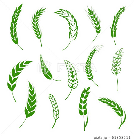 Set of simple wheats ears green icons and grain design elements for beer, organic wheats local farm fresh food, bakery themed wheat design, grain, beer elements. Vector illustration eps10 Set of simple wheats ears green icons and grain design elements for beer, organic wheats local farm fresh food, bakery themed wheat design, grain, beer elements. Vector illustration eps10 61358511