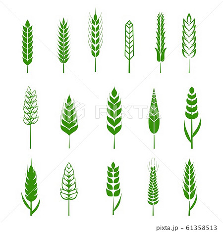 Set of simple wheats ears green icons and grain design elements for beer, organic wheats local farm fresh food, bakery themed wheat design, grain, beer elements. Vector illustration eps10 Set of simple wheats ears green icons and grain design elements for beer, organic wheats local farm fresh food, bakery themed wheat design, grain, beer elements. Vector illustration eps10 61358513